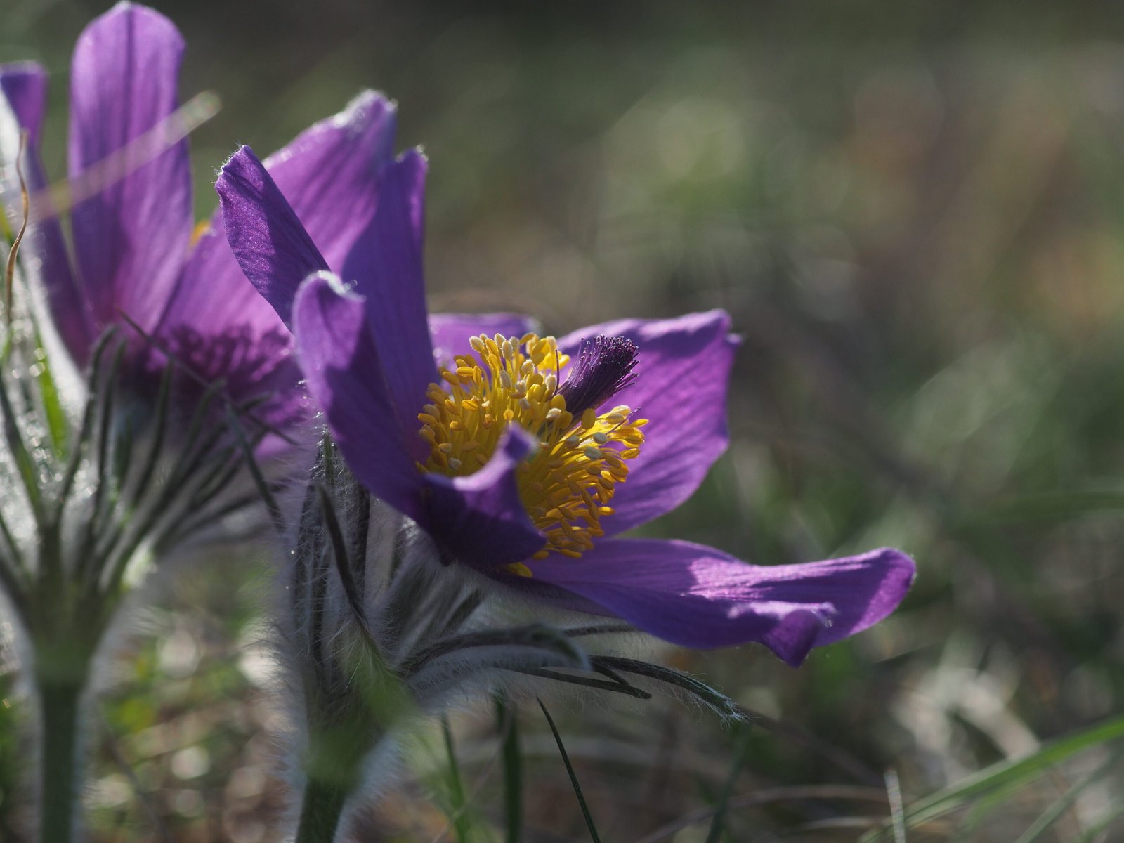Expertises floristiques
