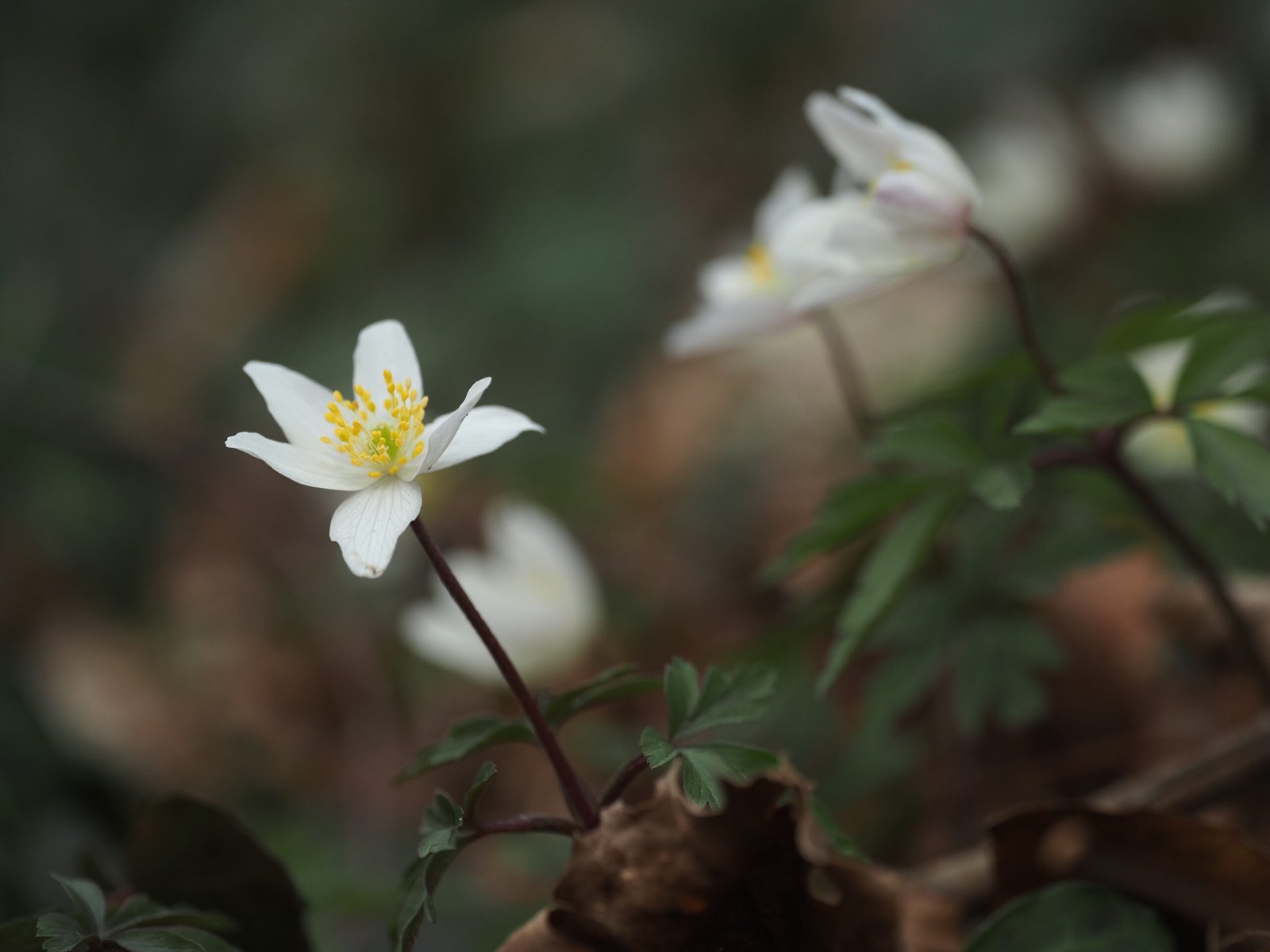 Inventaire floristique terrain