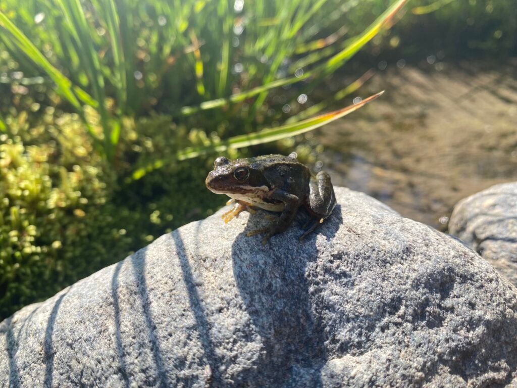 Expertises herpétofaune