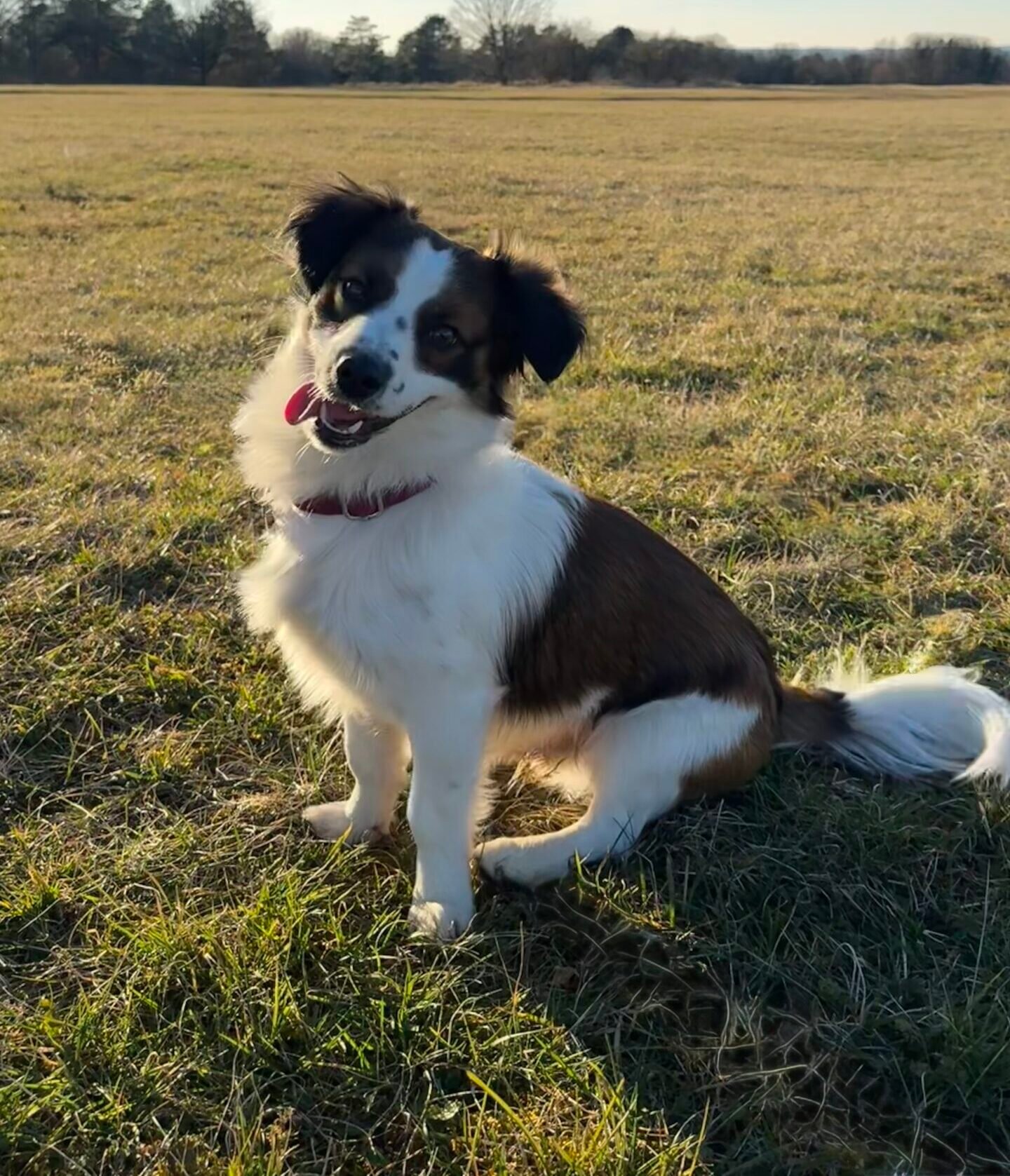 Spot — mascotte Flor'Est